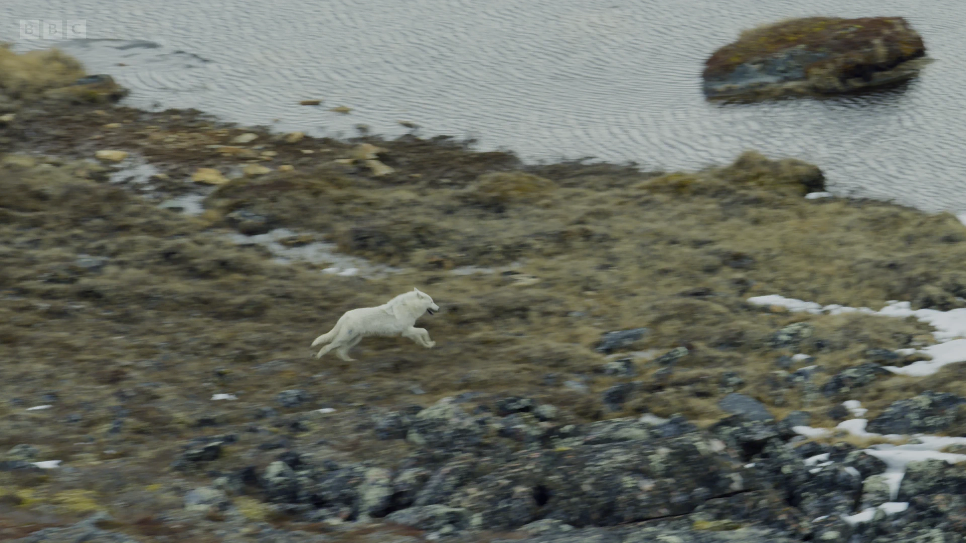 Arctic wolf (Canis lupus arctos) as shown in Planet Earth II - Grasslands